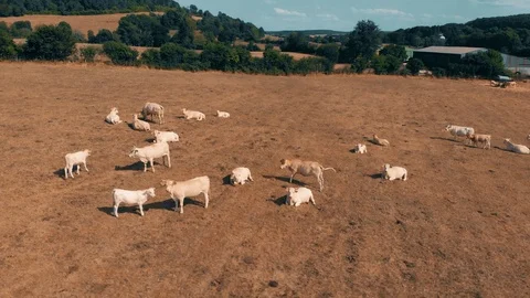 Flying over the herd of cows grazing on yellow field in summer day. Clouds on Stock Footage 93377399