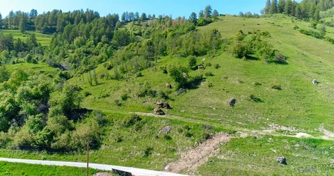 Flying over the herd of cows grazing on green field in summer day in Europena Stock Footage 93853884