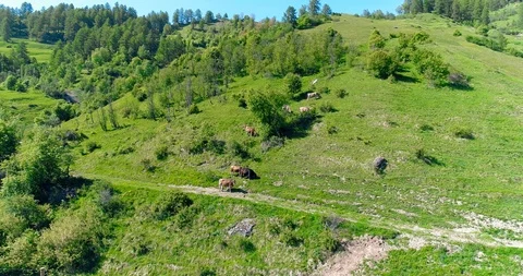 Flying over the herd of cows grazing on green field in summer day in Europena Stock Footage 93853928