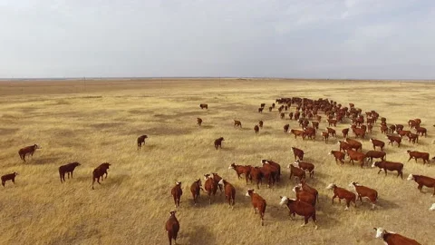 Flying over a herd of cows grazing in a meadow Stock Footage 153031052