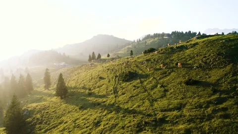Flying Over Herd of Cows Grazing On Slope, top of The Hills At Sunrise, Sunset. Stock-Footage 221831804