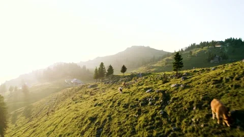 Flying Over Herd Of Cows Grazing At the Top Of The Mountain In The Sunrise. Stock Footage 224837927