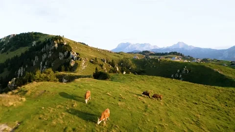Flying Over Herd of Cows Grazing at The Top Of The Alps At The Beautiful Sunrise Stock Footage 224838418