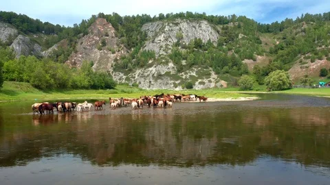 Flying over a herd of horses of different colors. Stock Footage 114730400
