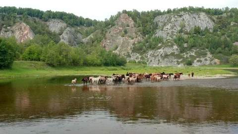 Flying over a herd of horses. Stock Footage 114730711
