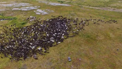 Flying over a Herd of Reindeer Stock Footage 95046801