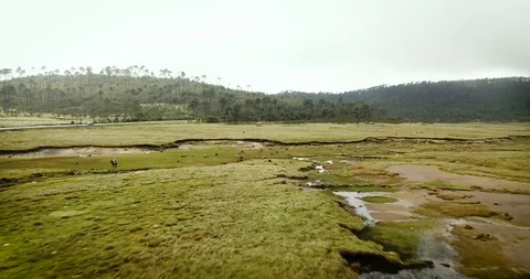Flying Over Herding Sheep Temoaya Estado de Mexico 2 Stock Footage 126616640