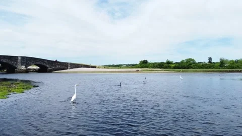 Flying over herons and ducks near a bridge Stock Footage 155865365
