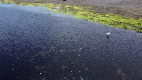Flying over herons in some shallow water Stock Footage 155865385