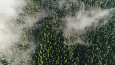 Flying over the high mountains with pine forest in beautiful clouds. Aerial view Stock Footage 86485689