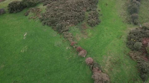 Flying over hill of green fields, autumn trees, pastoral farmland, drone Stock Footage 327241594