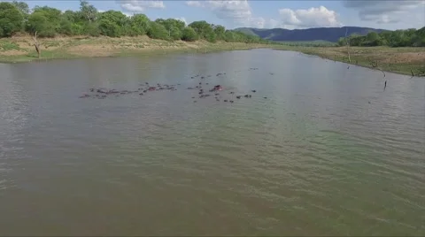 Flying over hippos Stock Footage 67519065