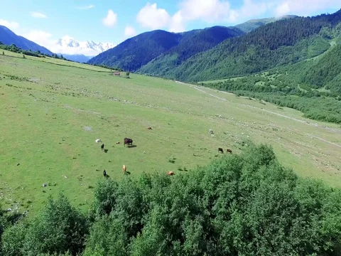Flying over Horses and Cows pasturing on green fields Aerial 4k video Stock Footage 80314499