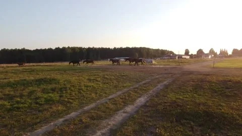 Flying over horses walking in the field Video stock 138299457