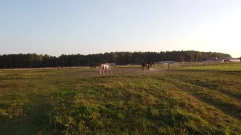 Flying over horses walking in the field Video stock 138299458