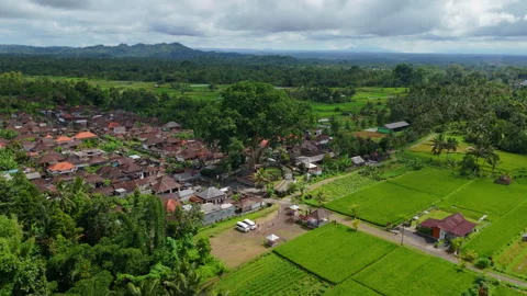 Flying over a huge ancient tree in Bali Stock Footage 294694917