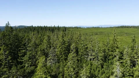 Flying Over Huge Pine, Conifer Forest in The Mountain of Pohorje, Rogla Region. Видео 221811855