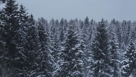 Flying over a huge winter forest Stock Footage 145518253