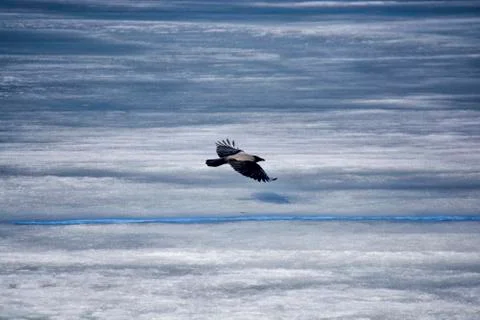 Flying over the ice of a crow Stock-Fotos