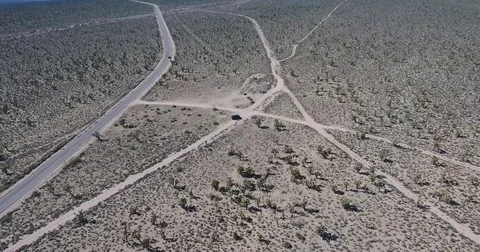 Flying over Joshua trees in Mojave desert, California Stock Footage 73527157