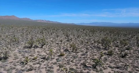Flying over Joshua trees, Mojave, California Stock Footage 73528514