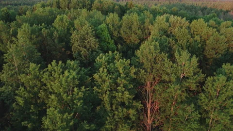 Flying over a jungle of deciduous trees. Stock Footage 158006399