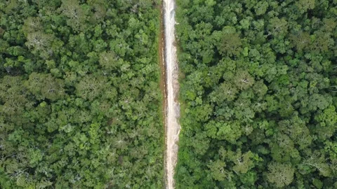 Flying Over Jungle Logging Road Stock Footage 168513515