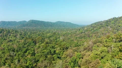 Flying over a jungle as Parakeets circle the camera over the dense forest Stock Footage 172145165