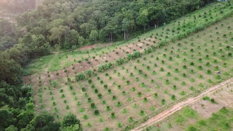 Flying over jungles on Koh Samui in Thailand Stock Footage 236640272