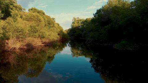 Flying over the lake in the forest Stock Footage 113539543