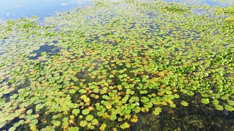 Flying over lakes and forest in Minnesota Video stock 255850058