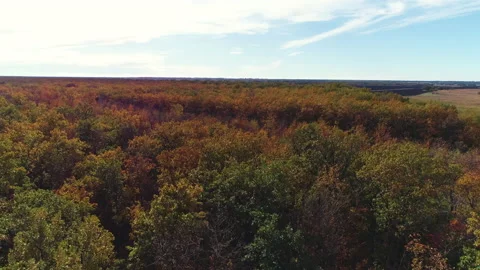 Flying over large crowns of yellowing autumn trees on a sunny day Stock Footage 153000370
