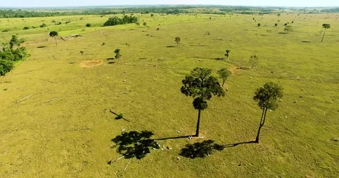 Flying over large deforested area to raise cattle in the Amazon rainforest Stock Footage 76975329