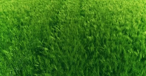 Flying over a large field of rye Stock Footage 76783512