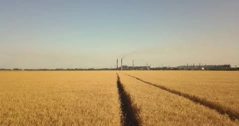 Flying over large fields of yellow wheat near a plant with pipes Stock Footage 134462130