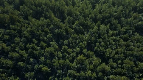 Flying over a large forest with green trees in summer on a sunny day Stock Footage 148485496