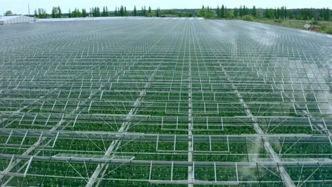 Flying over a large greenhouse with vegetables. Large industrial greenhouses. Видео 130536764