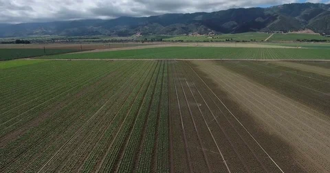 Flying over large kale vegetable field in central CA Stock Footage 73068245