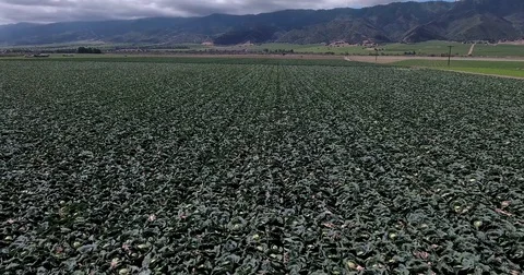 Flying over large kale vegetable field in central CA Stock Footage 73068592