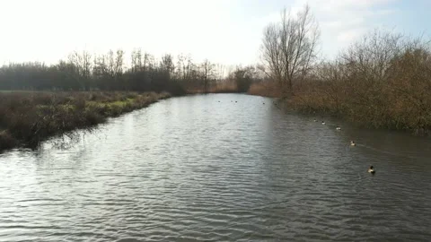 Flying over a large river while following a flock of ducks that are swimming Stock Footage 142746135