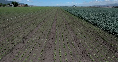 Flying over large vegetable field in central CA Video stock 73066126