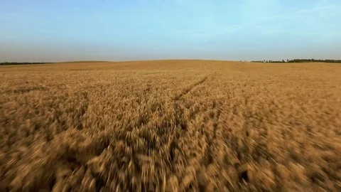 Flying Over Large Wheat Field at Bright Summer Day. Vídeo Stock 71626844