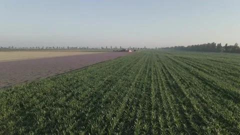 Flying Over Lavender And Corn Fields At Sunrise Video stock 134438239