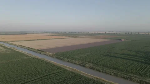 Flying Over Lavender And Corn Fields At Sunrise Video stock 134438286
