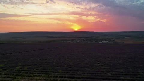 Flying over a lavender field at sunset 库存影片 164636091