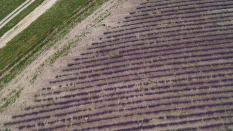 Flying over the lavender fields in the evening. Vídeo Stock 156566029