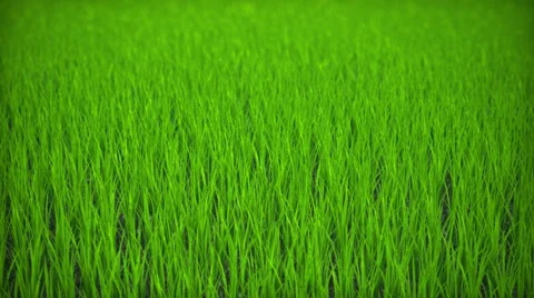 Flying over the lawn Loopable Stock Footage 46468606