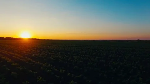 Flying over the lield at Sunset Stock Footage 74410205