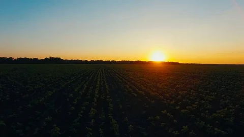 Flying over the lield at Sunset Stock Footage 74414329