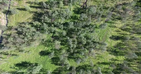 Flying over a light green forest with creeks Stockbeeldmateriaal 70153954